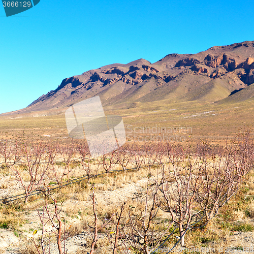 Image of brown bush  in    valley  morocco    vites  dry mountain  