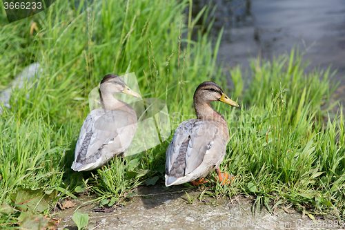 Image of two ducks on river bank