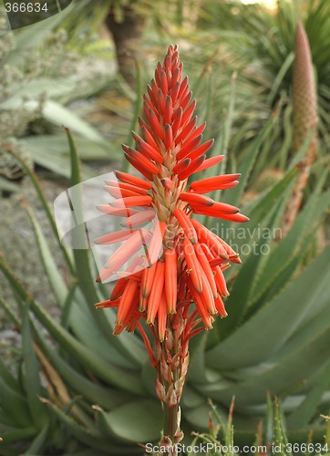 Image of aloe maculata flowers