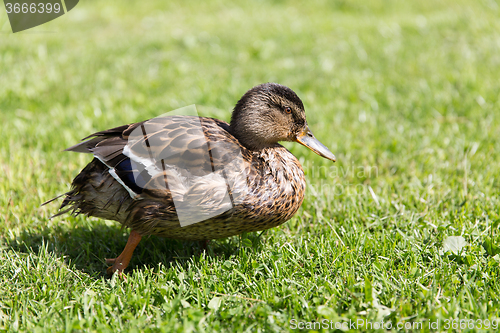 Image of duck walking on green summer meadow