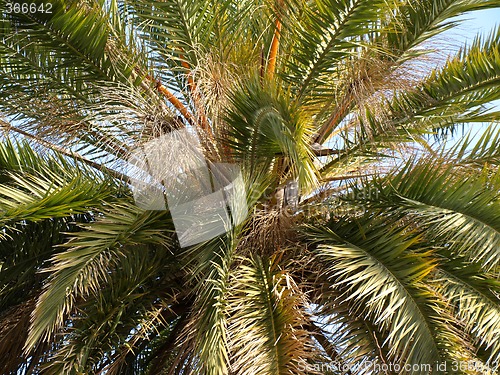Image of palm tree close-up