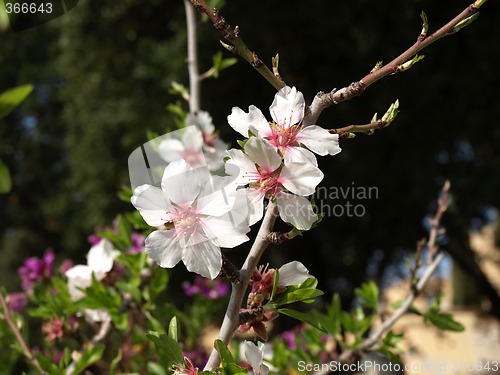 Image of Almond flowers