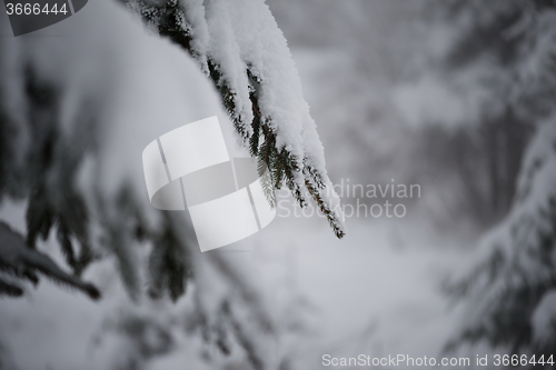 Image of christmas evergreen pine tree covered with fresh snow