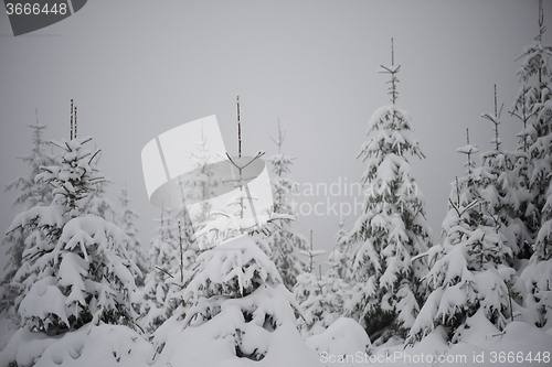 Image of christmas evergreen pine tree covered with fresh snow