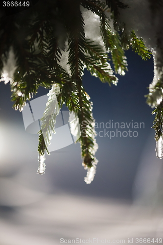 Image of tree covered with fresh snow at winter night