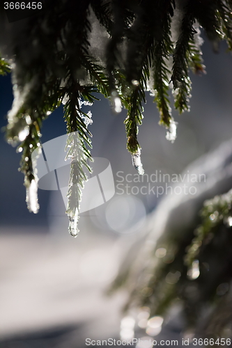 Image of tree covered with fresh snow at winter night