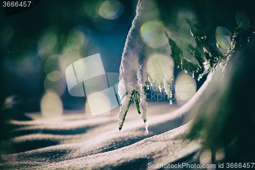 Image of tree covered with fresh snow at winter night