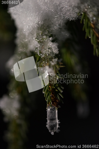 Image of tree covered with fresh snow at winter night