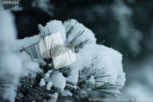 Image of christmas evergreen pine tree covered with fresh snow