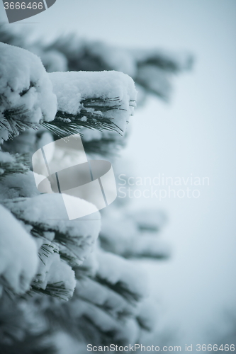 Image of christmas evergreen pine tree covered with fresh snow