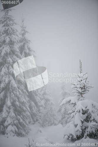 Image of christmas evergreen pine tree covered with fresh snow