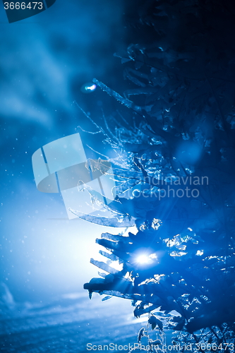 Image of tree covered with fresh snow at winter night