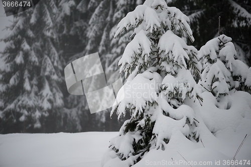 Image of christmas evergreen pine tree covered with fresh snow