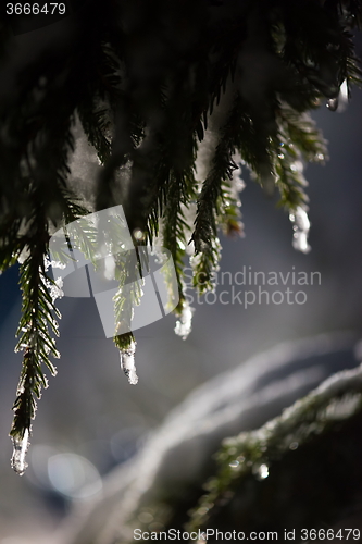 Image of tree covered with fresh snow at winter night