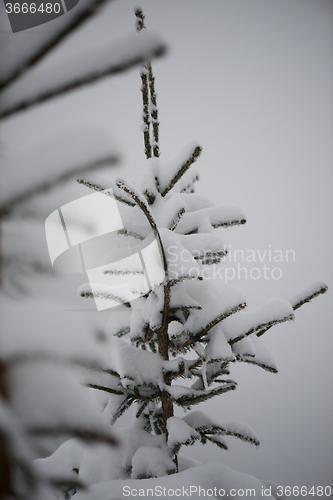 Image of christmas evergreen pine tree covered with fresh snow