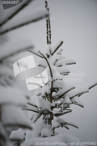 Image of christmas evergreen pine tree covered with fresh snow