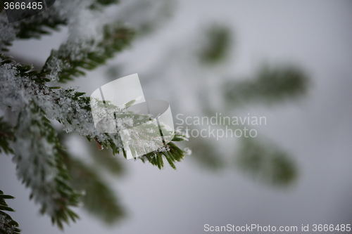 Image of christmas evergreen pine tree covered with fresh snow