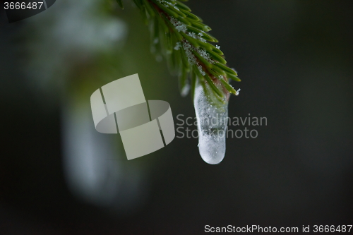 Image of christmas evergreen pine tree covered with fresh snow