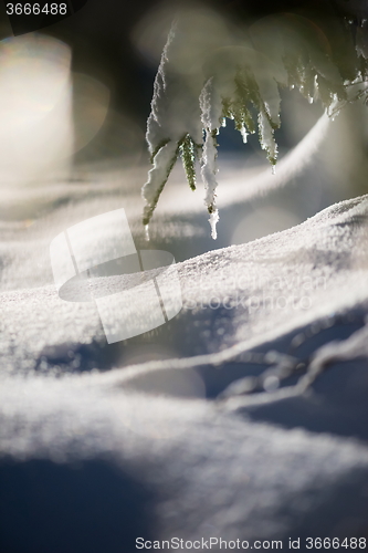 Image of tree covered with fresh snow at winter night