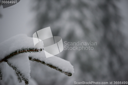 Image of christmas evergreen pine tree covered with fresh snow