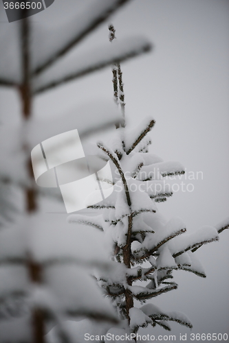 Image of christmas evergreen pine tree covered with fresh snow