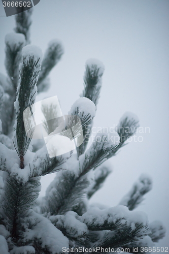 Image of christmas evergreen pine tree covered with fresh snow