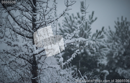 Image of christmas evergreen pine tree covered with fresh snow