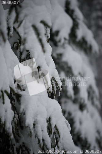 Image of christmas evergreen pine tree covered with fresh snow