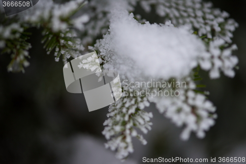 Image of christmas evergreen pine tree covered with fresh snow