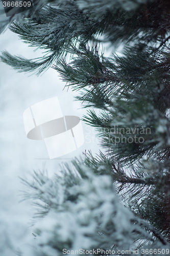 Image of christmas evergreen pine tree covered with fresh snow