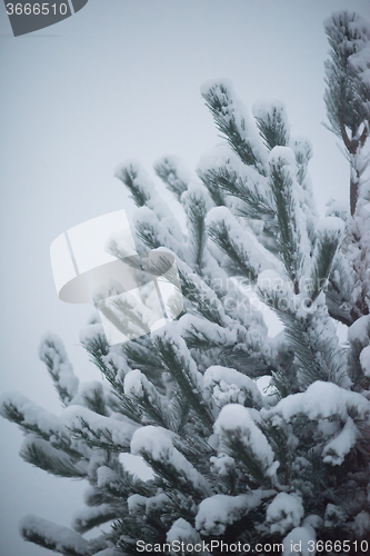 Image of christmas evergreen pine tree covered with fresh snow