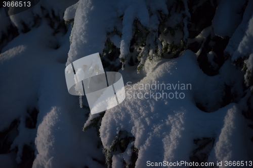 Image of tree covered with fresh snow at winter night