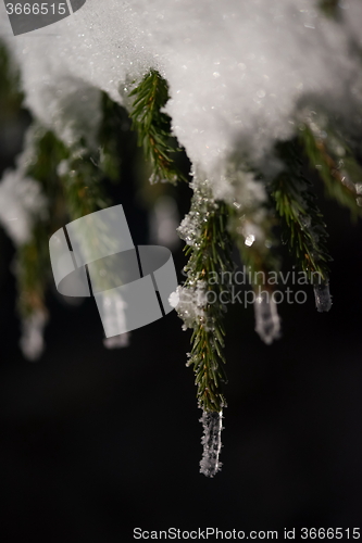 Image of tree covered with fresh snow at winter night