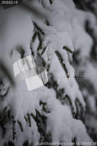 Image of christmas evergreen pine tree covered with fresh snow