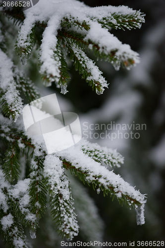 Image of christmas evergreen pine tree covered with fresh snow