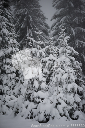 Image of christmas evergreen pine tree covered with fresh snow