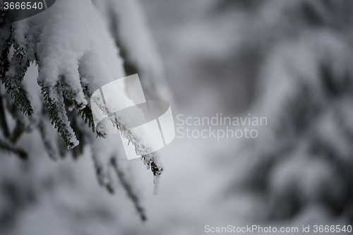 Image of christmas evergreen pine tree covered with fresh snow