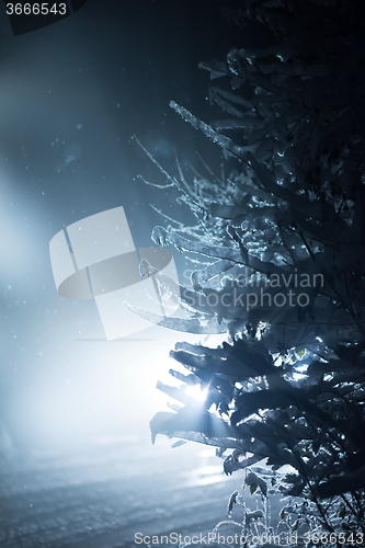 Image of tree covered with fresh snow at winter night