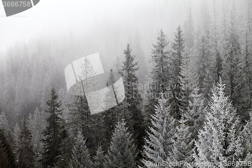 Image of Frozen winter forest in the fog