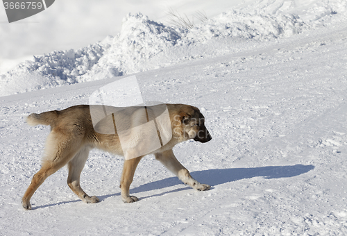 Image of Dog on snowy ski slope at sun day