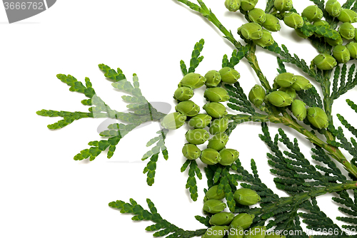 Image of Twig of thuja with green cones on white background