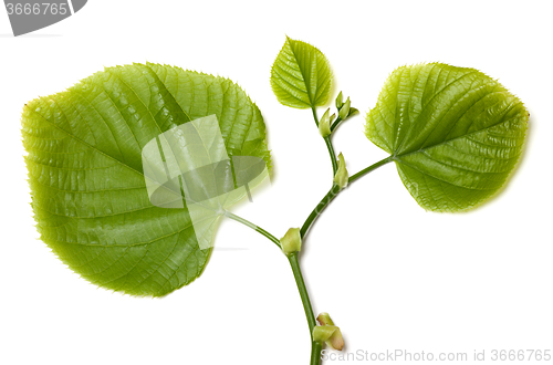 Image of Spring tilia leafs on white background