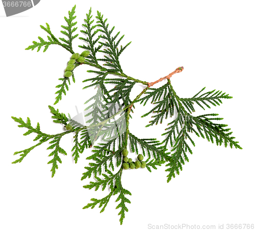 Image of Twig of thuja with green cones