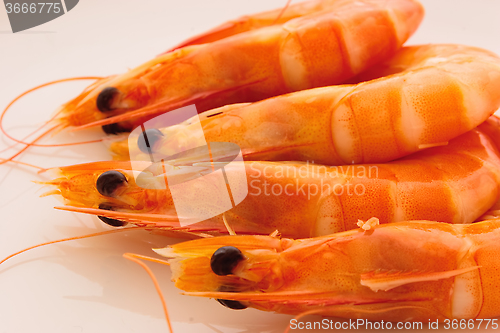 Image of Prawns