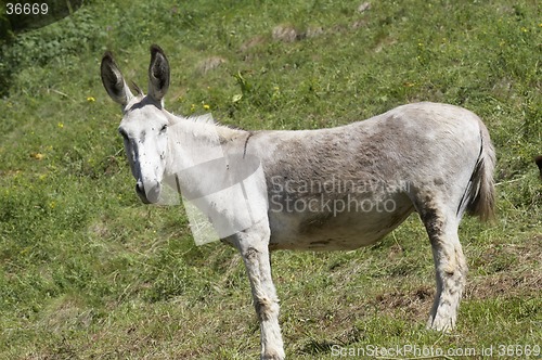 Image of Donkey