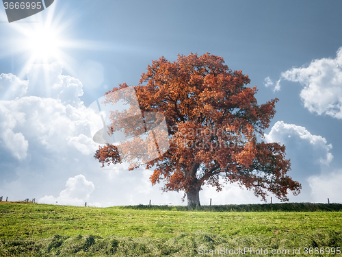 Image of red tree and meadow