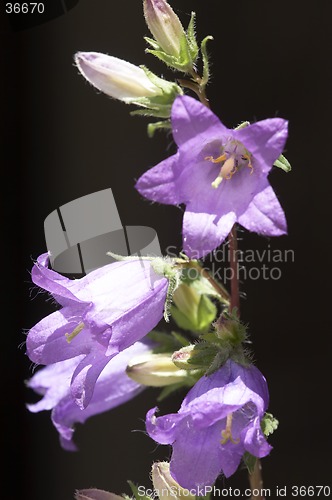 Image of Violet flower