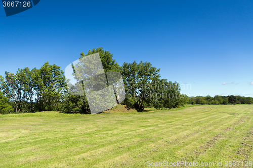 Image of summer field and trees