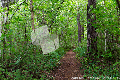 Image of summer forest and path