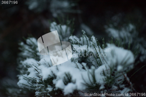 Image of christmas evergreen pine tree covered with fresh snow